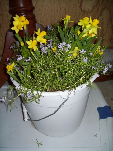 Flowers in a bucket