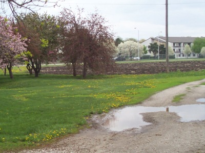 Fields and Flowers 2