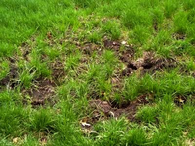 Grass and Dirt, Green and Black
