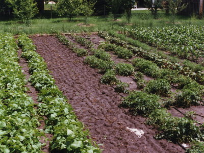 My parent's garden, circa 1995