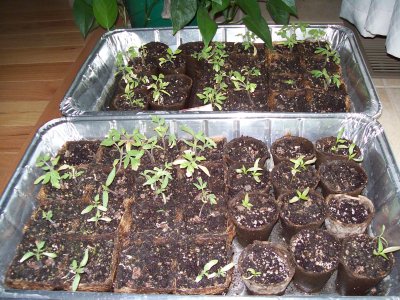 Mom's seedlings