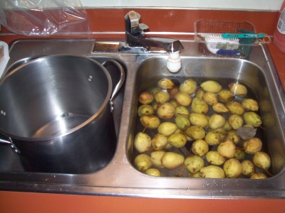 Pears in sink of water