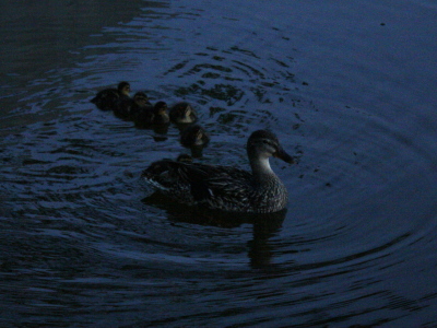 Duck and ducklings in lake