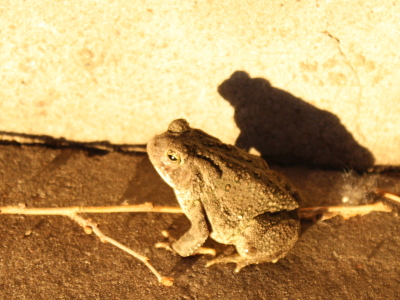 Toad