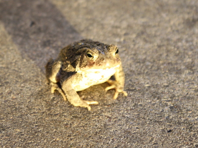 Toad