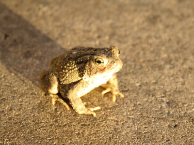 Toad