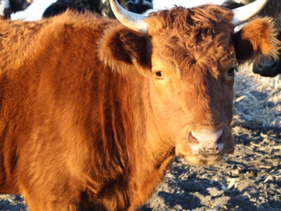 Rust-colored Cow