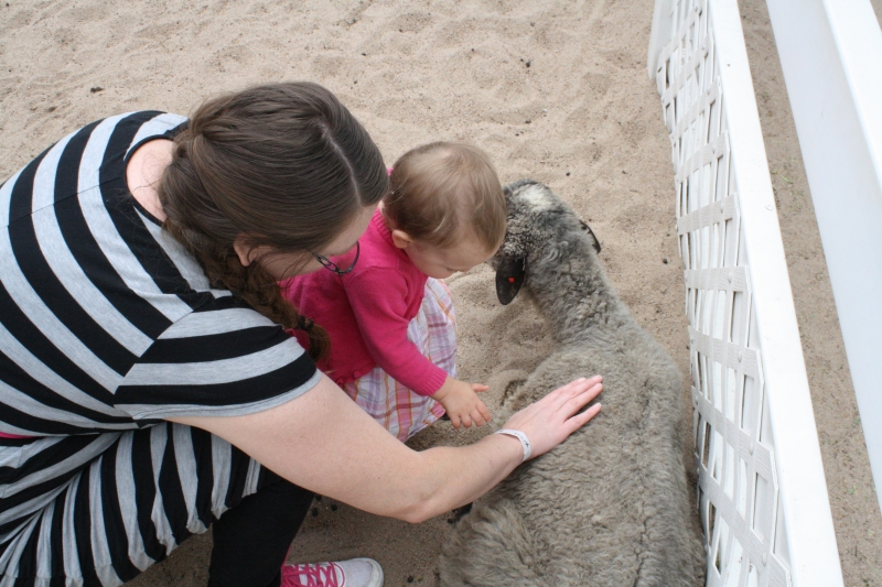 Tirzah Mae and Mama pet a sheep