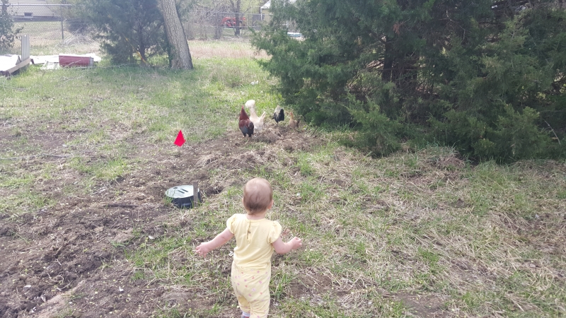 Tirzah Mae chases the chickens