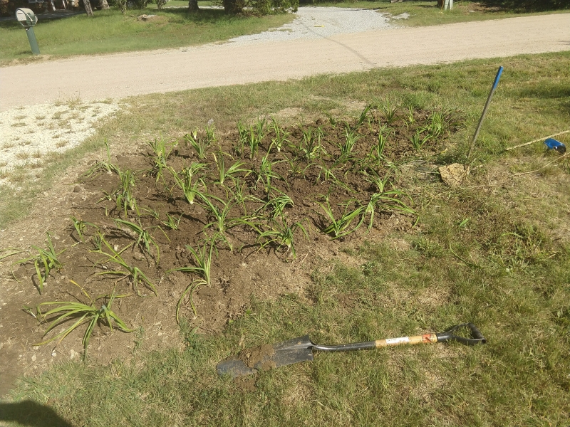 My newly transplanted daylilies