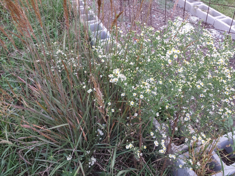 Indian Grass and Daisies