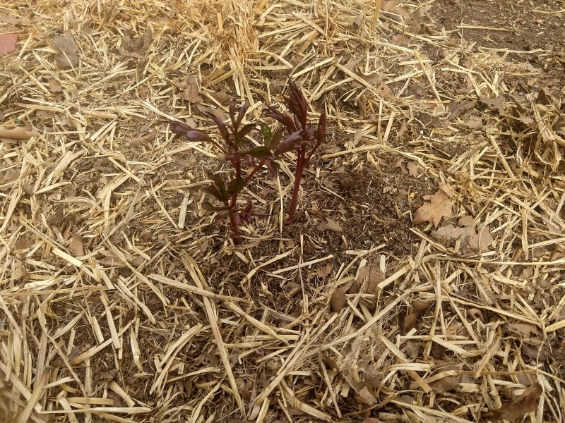 A peony shoot