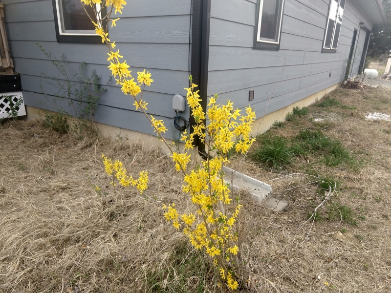 My forsythia