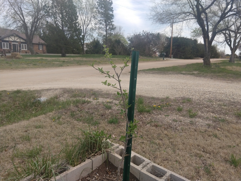 An apple tree