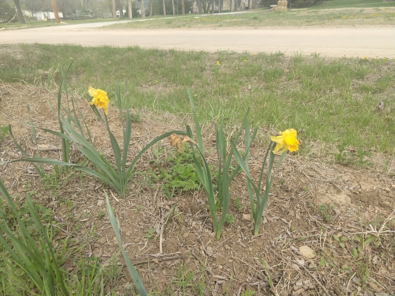 Daffodills