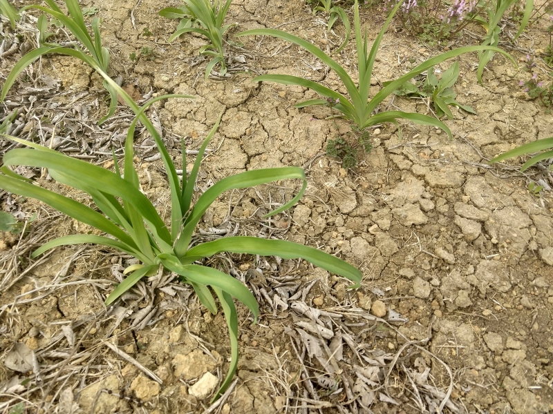 Daylilies