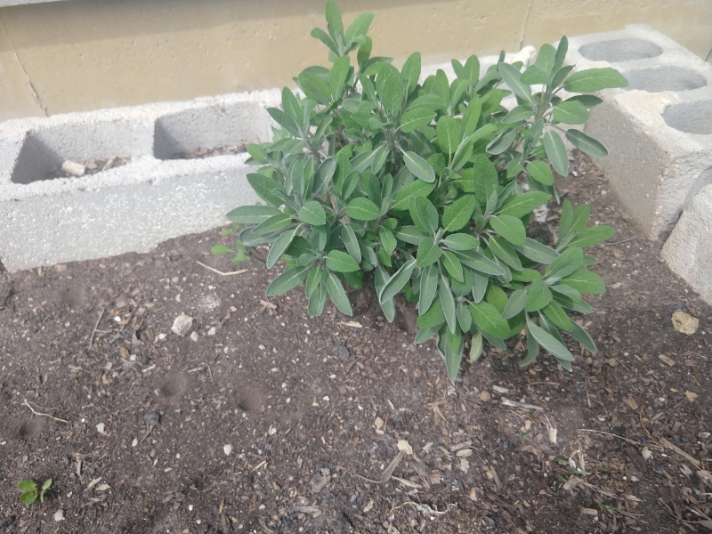 Sage plant