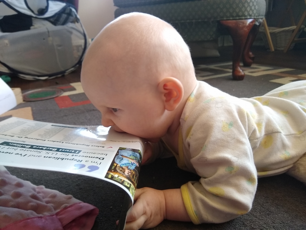 Shiloh eating a political mailer